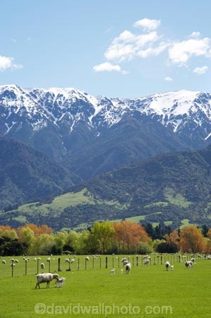 agricultural;agriculture;alpine;country;countryside;farm;farming;farmland;farms;field;fields;fresh;grow;growth;horticulture;Kaikoura;lamb;lambs;livestock;Marlborough;meadow;meadows;mount;mountain;mountain-peak;mountainous;mountains;mountainside;mt;mt.;N.Z.;New-Zealand;NZ;paddock;paddocks;pasture;pastures;peak;peaks;range;ranges;renew;rural;S.I.;season;seasonal;seasons;Seaward-Kaikoura-Ranges;sheep;SI;snow;snow-capped;snow_capped;snowcapped;snowy;South-Is.;South-Island;spring;springtime;stock;summit;summits