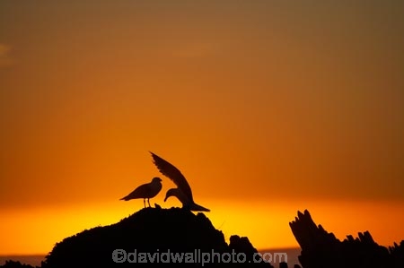 bird;bird-watching;bird_watching;birds;break-of-day;coast;coastal;coastline;coastlines;coasts;dawn;dawning;daybreak;eco-tourism;eco_tourism;ecotourism;first-light;foreshore;gull;gulls;Kaikoura;Kaikoura-Coast;marine;Marlborough;morning;N.Z.;native;natural-history;nature;New-Zealand;NZ;ocean;orange;S.I.;sea;seagull;seagulls;shore;shoreline;shorelines;shores;SI;silhouette;silhouettes;South-Is;South-Island;sunrise;sunrises;sunup;twilight;water