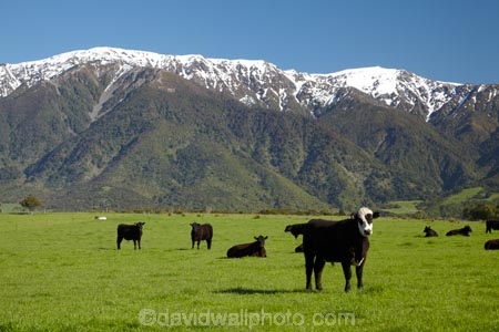 agricultural;agriculture;animal;animals;cattle;country;countryside;cow;cows;farm;farming;farmland;farms;field;fields;grass;grassy;Herbivore;Herbivores;Herbivorous;Livestock;mammal;mammals;Marlborough;meadow;meadows;N.Z.;New-Zealand;NZ;paddock;paddocks;pasture;pastures;rural;S.I.;Seaward-Kaikoura-Ranges;SI;snow;South-Is;South-Island;Sth-Is;stock