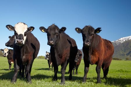 agricultural;agriculture;animal;animals;cattle;country;countryside;cow;cows;farm;farming;farmland;farms;field;fields;grass;grassy;Herbivore;Herbivores;Herbivorous;Livestock;mammal;mammals;Marlborough;meadow;meadows;N.Z.;New-Zealand;NZ;paddock;paddocks;pasture;pastures;rural;S.I.;Seaward-Kaikoura-Ranges;SI;snow;South-Is;South-Island;Sth-Is;stock