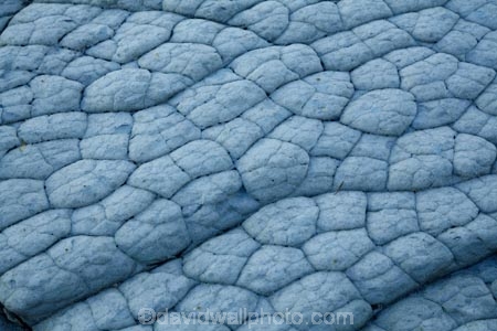 coast;coastal;coastline;coastlines;coasts;foreshore;geological;geology;Kaikoura;Kaikoura-Coast;Marlborough;New-Zealand;NZ;pattern;patterns;rock;rock-formation;rock-formations;rocks;S.I.;shore;shoreline;shorelines;shores;South-Is;South-Island;Sth-Is;stone;tidal;tide;tides;unusual;unusual-natural-feature;unusual-natural-features