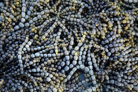 brown-seaweed;coast;coastal;coastline;coastlines;coasts;foreshore;Hormosira-banksii;Kaikoura;Kaikoura-Coast;Marlborough;Neptunes-necklace;Neptune’s-necklace;New-Zealand;NZ;pattern;patterns;rock-pool;rock-pools;S.I.;seaweed;shore;shoreline;shorelines;shores;South-Is;South-Island;Sth-Is;tidal;tidal-pool;tidal-pools;tide;tides