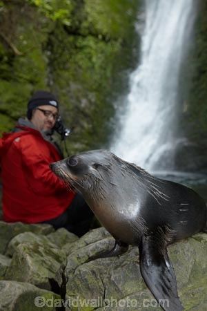 animals;Arctocephalus-forsteri;babies;baby;baby-fur-seal;baby-fur-seals;cub;cubs;Fur-Seal;fur-seal-cub;fur-seal-cubs;Kaikoura;Kaikoura-Coast;Kaikoura-Coastanimal;kekeno;male;mammal;mammals;man;marine;Marlborough;N.Z.;native;natural-history;nature;New-Zealand;New-Zealand-Fur-Seal;NZ;NZ-Fur-Seal;ocean;Ohau-Point-Seal-Colony;Ohau-Stream;Ohau-Stream-Waterfall;people;person;S.I.;sea;seal;seals;SI;South-Is;South-Island;Sth-Is;tourism;tourist;tourists;water;waterfall;waterfalls;wildife
