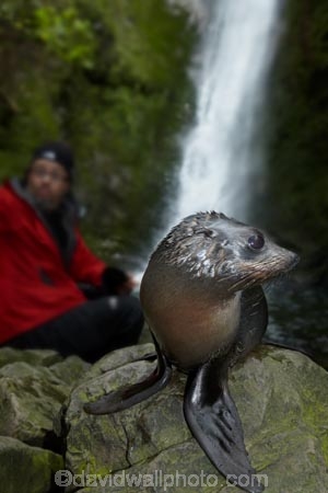 animals;Arctocephalus-forsteri;babies;baby;baby-fur-seal;baby-fur-seals;cub;cubs;Fur-Seal;fur-seal-cub;fur-seal-cubs;Kaikoura;Kaikoura-Coast;Kaikoura-Coastanimal;kekeno;male;mammal;mammals;man;marine;Marlborough;N.Z.;native;natural-history;nature;New-Zealand;New-Zealand-Fur-Seal;NZ;NZ-Fur-Seal;ocean;Ohau-Point-Seal-Colony;Ohau-Stream;Ohau-Stream-Waterfall;people;person;S.I.;sea;seal;seals;SI;South-Is;South-Island;Sth-Is;tourism;tourist;tourists;water;waterfall;waterfalls;wildife