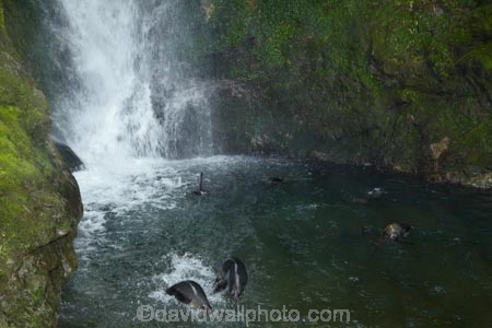 animals;Arctocephalus-forsteri;babies;baby;baby-fur-seal;baby-fur-seals;cub;cubs;Fur-Seal;fur-seal-cub;fur-seal-cubs;Kaikoura;Kaikoura-Coast;Kaikoura-Coastanimal;kekeno;mammal;mammals;marine;Marlborough;N.Z.;native;natural-history;nature;New-Zealand;New-Zealand-Fur-Seal;NZ;NZ-Fur-Seal;ocean;Ohau-Point-Seal-Colony;Ohau-Stream;Ohau-Stream-Waterfall;Ohau-Waterfall;S.I.;sea;seal;seals;SI;South-Is;South-Island;Sth-Is;water;waterfall;waterfalls;wildife