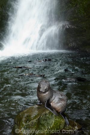 animals;Arctocephalus-forsteri;babies;baby;baby-fur-seal;baby-fur-seals;cub;cubs;Fur-Seal;fur-seal-cub;fur-seal-cubs;Kaikoura;Kaikoura-Coast;Kaikoura-Coastanimal;kekeno;mammal;mammals;marine;Marlborough;N.Z.;native;natural-history;nature;New-Zealand;New-Zealand-Fur-Seal;NZ;NZ-Fur-Seal;ocean;Ohau-Point-Seal-Colony;Ohau-Stream;Ohau-Stream-Waterfall;Ohau-Waterfall;S.I.;sea;seal;seals;SI;South-Is;South-Island;Sth-Is;water;waterfall;waterfalls;wildife