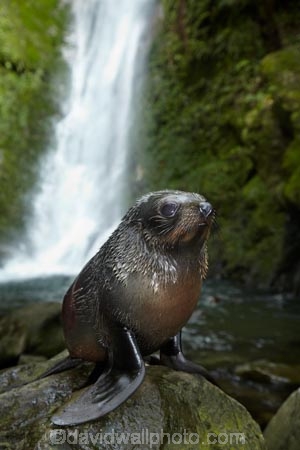 animals;Arctocephalus-forsteri;babies;baby;baby-fur-seal;baby-fur-seals;cub;cubs;Fur-Seal;fur-seal-cub;fur-seal-cubs;Kaikoura;Kaikoura-Coast;Kaikoura-Coastanimal;kekeno;mammal;mammals;marine;Marlborough;N.Z.;native;natural-history;nature;New-Zealand;New-Zealand-Fur-Seal;NZ;NZ-Fur-Seal;ocean;Ohau-Point-Seal-Colony;Ohau-Stream;Ohau-Stream-Waterfall;Ohau-Waterfall;S.I.;sea;seal;seals;SI;South-Is;South-Island;Sth-Is;water;waterfall;waterfalls;wildife