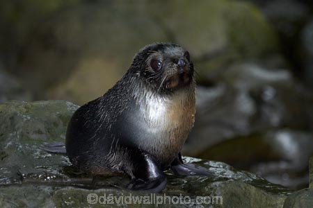 animals;Arctocephalus-forsteri;babies;baby;baby-fur-seal;baby-fur-seals;cub;cubs;Fur-Seal;fur-seal-cub;fur-seal-cubs;Kaikoura;Kaikoura-Coast;Kaikoura-Coastanimal;mammal;mammals;marine;Marlborough;N.Z.;native;natural-history;nature;New-Zealand;New-Zealand-Fur-Seal;NZ;NZ-Fur-Seal;ocean;Ohau-Point-Seal-Colony;Ohau-Stream;S.I.;sea;seal;seals;SI;South-Is;South-Island;Sth-Is;water;wildife