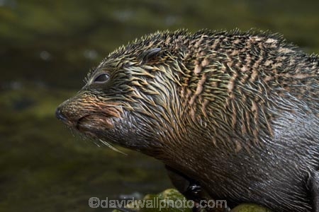 animals;Arctocephalus-forsteri;babies;baby;baby-fur-seal;baby-fur-seals;cub;cubs;Fur-Seal;fur-seal-cub;fur-seal-cubs;Kaikoura;Kaikoura-Coast;Kaikoura-Coastanimal;mammal;mammals;marine;Marlborough;N.Z.;native;natural-history;nature;New-Zealand;New-Zealand-Fur-Seal;NZ;NZ-Fur-Seal;ocean;Ohau-Point-Seal-Colony;Ohau-Stream;S.I.;sea;seal;seals;SI;South-Is;South-Island;Sth-Is;water;wildife