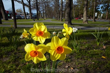 Canterbury;daffodil;daffodils;Hamner;Hamner-Springs;Hanmer;Hanmer-Springs;Hurunui-District;N.Z.;New-Zealand;NZ;park;parks;reserve;reserves;S.I.;season;seasonal;seasons;SI;South-Is;South-Is.;South-Island;spring;spring-time;spring_time;springtime;Sth-Is;tree;trees