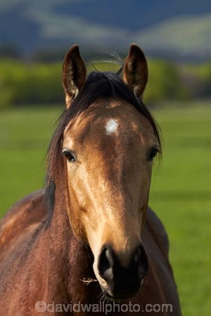 agricultural;agriculture;Canterbury;country;countryside;equestrian;farm;farming;farmland;farms;field;fields;Hamner;Hamner-Springs;Hanmer;Hanmer-Springs;horse;horses;Hurunui-District;meadow;meadows;N.Z.;New-Zealand;NZ;paddock;paddocks;pasture;pastures;rural;S.I.;SI;South-Is;South-Is.;South-Island;Sth-Is
