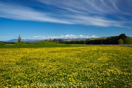 agricultural;agriculture;blue;country;countryside;Dandelion;Dandelions;farm;farming;farmland;farms;field;fields;Greta-Valley;meadow;meadows;N.Z.;New-Zealand;NZ;paddock;paddocks;pasture;pastures;rural;S.I.;SI;South-Is;South-Island;Sth-Is;Taraxacum;yellow;yellow-flower;yellow-flowers