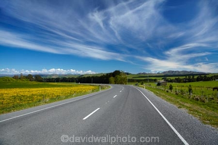 agricultural;agriculture;blue;country;countryside;Dandelion;Dandelions;farm;farming;farmland;farms;field;fields;Greta-Valley;meadow;meadows;N.Z.;New-Zealand;NZ;paddock;paddocks;pasture;pastures;rural;S.I.;SI;South-Is;South-Island;Sth-Is;Taraxacum;yellow