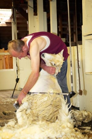 agriculture;Animal;Animals;barn;barns;breed;Countryside;Daytime;drysdale;drysdales;farm;Farm-animals;farmer;farmers;farming;farms;fleece;fleeces;Herbivore;Herbivores;Herbivorous;kaikoura;Livestock;Mammal;Mammals;marlborough;new-zealand;Outdoor;Outdoors;Outside;Rural;shear;shearer;shearers;shearing;shearing-shed;shearing-sheds;Sheep;shorn;south-island;stock;wool;wool-shed;wool-sheds;woolly;woolshed;woolsheds;wooly