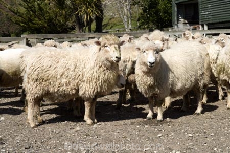 agriculture;Animal;Animals;breed;Countryside;Daytime;drysdale;drysdales;face;farm;Farm-animals;farming;farmland;farms;Farmyard;field;fields;Herbivore;Herbivores;Herbivorous;kaikoura;Livestock;Mammal;Mammals;marlborough;new-zealand;Outdoor;Outdoors;Outside;Rural;Sheep;south-island;stock;stock-yard;stockyard;wool;woolly;wooly