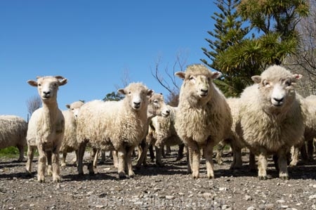 agriculture;Animal;Animals;breed;Countryside;Daytime;drysdale;drysdales;face;farm;Farm-animals;farming;farmland;farms;Farmyard;field;fields;Herbivore;Herbivores;Herbivorous;kaikoura;Livestock;Mammal;Mammals;marlborough;new-zealand;Outdoor;Outdoors;Outside;Rural;Sheep;south-island;stock;stock-yard;stockyard;wool;woolly;wooly