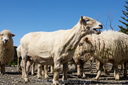 agriculture;Animal;Animals;breed;Countryside;Daytime;drysdale;drysdales;face;farm;Farm-animals;farming;farmland;farms;Farmyard;field;fields;Herbivore;Herbivores;Herbivorous;kaikoura;Livestock;Mammal;Mammals;marlborough;new-zealand;Outdoor;Outdoors;Outside;Rural;Sheep;south-island;stock;stock-yard;stockyard;wool;woolly;wooly