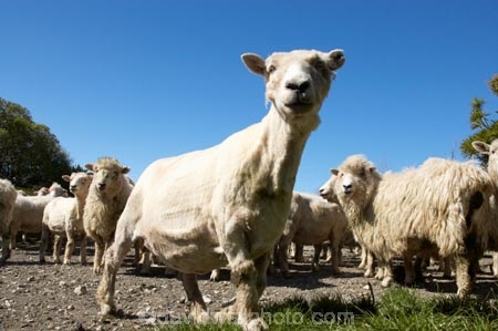agriculture;Animal;Animals;breed;Countryside;Daytime;drysdale;drysdales;face;farm;Farm-animals;farming;farmland;farms;Farmyard;field;fields;Herbivore;Herbivores;Herbivorous;kaikoura;Livestock;Mammal;Mammals;marlborough;new-zealand;Outdoor;Outdoors;Outside;Rural;Sheep;south-island;stock;stock-yard;stockyard;wool;woolly;wooly