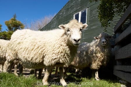 agriculture;Animal;Animals;barn;barns;breed;Countryside;Daytime;drysdale;drysdales;face;farm;Farm-animals;farming;farmland;farms;Farmyard;field;fields;Herbivore;Herbivores;Herbivorous;kaikoura;Livestock;Mammal;Mammals;marlborough;new-zealand;Outdoor;Outdoors;Outside;Rural;shearing-shed;shearing-sheds;Sheep;south-island;stock;stock-yard;stockyard;wool;wool-shed;wool-sheds;woolly;woolshed;woolsheds;wooly