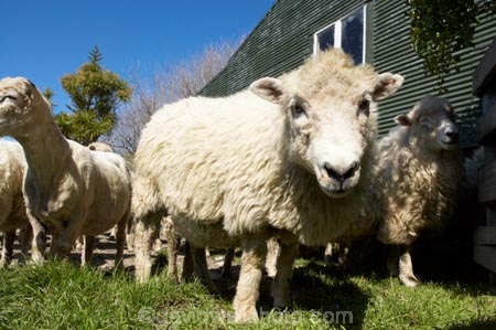 agriculture;Animal;Animals;barn;barns;breed;Countryside;Daytime;drysdale;drysdales;face;farm;Farm-animals;farming;farmland;farms;Farmyard;field;fields;Herbivore;Herbivores;Herbivorous;kaikoura;Livestock;Mammal;Mammals;marlborough;new-zealand;Outdoor;Outdoors;Outside;Rural;shearing-shed;shearing-sheds;Sheep;south-island;stock;stock-yard;stockyard;wool;wool-shed;wool-sheds;woolly;woolshed;woolsheds;wooly