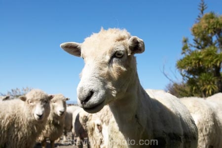 agriculture;Animal;Animals;breed;Countryside;Daytime;drysdale;drysdales;face;farm;Farm-animals;farming;farmland;farms;Farmyard;field;fields;Herbivore;Herbivores;Herbivorous;kaikoura;Livestock;Mammal;Mammals;marlborough;new-zealand;Outdoor;Outdoors;Outside;Rural;Sheep;south-island;stock;stock-yard;stockyard;wool;woolly;wooly