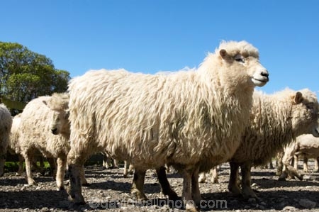 agriculture;Animal;Animals;breed;Countryside;Daytime;drysdale;drysdales;face;farm;Farm-animals;farming;farmland;farms;Farmyard;field;fields;Herbivore;Herbivores;Herbivorous;kaikoura;Livestock;Mammal;Mammals;marlborough;new-zealand;Outdoor;Outdoors;Outside;Rural;Sheep;south-island;stock;stock-yard;stockyard;wool;woolly;wooly