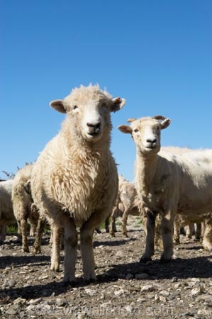 agriculture;Animal;Animals;breed;Countryside;Daytime;drysdale;drysdales;face;farm;Farm-animals;farming;farmland;farms;Farmyard;field;fields;Herbivore;Herbivores;Herbivorous;kaikoura;Livestock;Mammal;Mammals;marlborough;new-zealand;Outdoor;Outdoors;Outside;Rural;Sheep;south-island;stock;stock-yard;stockyard;wool;woolly;wooly