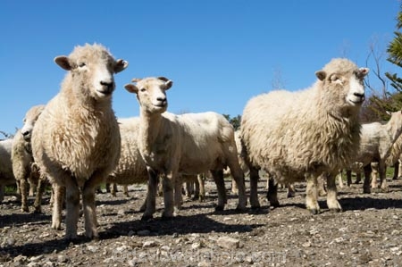 agriculture;Animal;Animals;breed;Countryside;Daytime;drysdale;drysdales;face;farm;Farm-animals;farming;farmland;farms;Farmyard;field;fields;Herbivore;Herbivores;Herbivorous;kaikoura;Livestock;Mammal;Mammals;marlborough;new-zealand;Outdoor;Outdoors;Outside;Rural;Sheep;south-island;stock;stock-yard;stockyard;wool;woolly;wooly