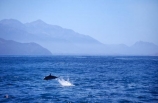 dolphins;eco-tourism;eco_tourism;ecotourism;kaikoura-ranges;Lagenorhynchus-obscurus;ocean;pacific;sea;sea-mammal;seaward;splash;tourism;tourist;tourists