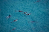 aerial;aerial-photo;aerial-photography;aerial-photos;aerial-view;aerial-views;aerials;dolphin;dolphins;Dusky-Dolphin;Dusky-Dolphins;eco-tourism;eco_tourism;ecotourism;Kaikoura;Lagenorhynchus-obscurus;mammal;mammals;marine-mammal;marine-mammals;Marlborough;N.Z.;natural;nature;New-Zealand;NZ;ocean;pacific;pod;pods;S.I.;sea;SI;South-Island;splash;wildlife