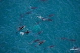 aerial;aerial-photo;aerial-photography;aerial-photos;aerial-view;aerial-views;aerials;dolphin;dolphins;Dusky-Dolphin;Dusky-Dolphins;eco-tourism;eco_tourism;ecotourism;Kaikoura;Lagenorhynchus-obscurus;mammal;mammals;marine-mammal;marine-mammals;Marlborough;N.Z.;natural;nature;New-Zealand;NZ;ocean;pacific;pod;pods;S.I.;sea;SI;South-Island;splash;wildlife