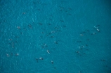 aerial;aerial-photo;aerial-photography;aerial-photos;aerial-view;aerial-views;aerials;dolphin;dolphins;Dusky-Dolphin;Dusky-Dolphins;eco-tourism;eco_tourism;ecotourism;Kaikoura;Lagenorhynchus-obscurus;mammal;mammals;marine-mammal;marine-mammals;Marlborough;N.Z.;natural;nature;New-Zealand;NZ;ocean;pacific;pod;pods;S.I.;sea;SI;South-Island;splash;wildlife