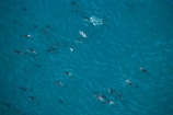 aerial;aerial-photo;aerial-photography;aerial-photos;aerial-view;aerial-views;aerials;dolphin;dolphins;Dusky-Dolphin;Dusky-Dolphins;eco-tourism;eco_tourism;ecotourism;Kaikoura;Lagenorhynchus-obscurus;mammal;mammals;marine-mammal;marine-mammals;Marlborough;N.Z.;natural;nature;New-Zealand;NZ;ocean;pacific;pod;pods;S.I.;sea;SI;South-Island;splash;wildlife