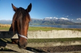 agricultural;agriculture;country;countryside;equestrian;farm;farming;farmland;farms;field;fields;gate;gates;gateway;gateways;horse;horses;Kaikoura;Kaikoura-Coast;Marlborough;meadow;meadows;N.Z.;New-Zealand;NZ;paddock;paddocks;pasture;pastures;rural;S.I.;SI;South-Island