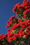 flower;flowers;Kaikoura;Kaikoura-Coast;Marlborough;metrosideros-excelsa;N.Z.;New-Zealand;NZ;plant;plants;pohutakawa;pohutakawas;pohutukawa;pohutukawa-flower;pohutukawa-flowers;pohutukawa-tree;pohutukawa-trees;pohutukawas;S.I.;SI;South-Island;tree;trees