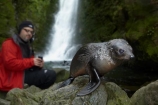 animals;Arctocephalus-forsteri;babies;baby;baby-fur-seal;baby-fur-seals;cub;cubs;Fur-Seal;fur-seal-cub;fur-seal-cubs;Kaikoura;Kaikoura-Coast;Kaikoura-Coastanimal;kekeno;male;mammal;mammals;man;marine;Marlborough;N.Z.;native;natural-history;nature;New-Zealand;New-Zealand-Fur-Seal;NZ;NZ-Fur-Seal;ocean;Ohau-Point-Seal-Colony;Ohau-Stream;Ohau-Stream-Waterfall;people;person;S.I.;sea;seal;seals;SI;South-Is;South-Island;Sth-Is;tourism;tourist;tourists;water;waterfall;waterfalls;wildife
