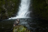 animals;Arctocephalus-forsteri;babies;baby;baby-fur-seal;baby-fur-seals;cub;cubs;Fur-Seal;fur-seal-cub;fur-seal-cubs;Kaikoura;Kaikoura-Coast;Kaikoura-Coastanimal;kekeno;mammal;mammals;marine;Marlborough;N.Z.;native;natural-history;nature;New-Zealand;New-Zealand-Fur-Seal;NZ;NZ-Fur-Seal;ocean;Ohau-Point-Seal-Colony;Ohau-Stream;Ohau-Stream-Waterfall;Ohau-Waterfall;S.I.;sea;seal;seals;SI;South-Is;South-Island;Sth-Is;water;waterfall;waterfalls;wildife