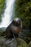 animals;Arctocephalus-forsteri;babies;baby;baby-fur-seal;baby-fur-seals;cub;cubs;Fur-Seal;fur-seal-cub;fur-seal-cubs;Kaikoura;Kaikoura-Coast;Kaikoura-Coastanimal;kekeno;mammal;mammals;marine;Marlborough;N.Z.;native;natural-history;nature;New-Zealand;New-Zealand-Fur-Seal;NZ;NZ-Fur-Seal;ocean;Ohau-Point-Seal-Colony;Ohau-Stream;Ohau-Stream-Waterfall;Ohau-Waterfall;S.I.;sea;seal;seals;SI;South-Is;South-Island;Sth-Is;water;waterfall;waterfalls;wildife