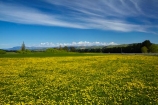 agricultural;agriculture;blue;country;countryside;Dandelion;Dandelions;farm;farming;farmland;farms;field;fields;Greta-Valley;meadow;meadows;N.Z.;New-Zealand;NZ;paddock;paddocks;pasture;pastures;rural;S.I.;SI;South-Is;South-Island;Sth-Is;Taraxacum;yellow;yellow-flower;yellow-flowers