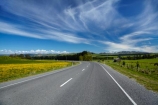agricultural;agriculture;blue;country;countryside;Dandelion;Dandelions;farm;farming;farmland;farms;field;fields;Greta-Valley;meadow;meadows;N.Z.;New-Zealand;NZ;paddock;paddocks;pasture;pastures;rural;S.I.;SI;South-Is;South-Island;Sth-Is;Taraxacum;yellow