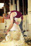 agriculture;Animal;Animals;barn;barns;breed;Countryside;Daytime;drysdale;drysdales;farm;Farm-animals;farmer;farmers;farming;farms;fleece;fleeces;Herbivore;Herbivores;Herbivorous;kaikoura;Livestock;Mammal;Mammals;marlborough;new-zealand;Outdoor;Outdoors;Outside;Rural;shear;shearer;shearers;shearing;shearing-shed;shearing-sheds;Sheep;shorn;south-island;stock;wool;wool-shed;wool-sheds;woolly;woolshed;woolsheds;wooly