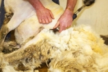 agriculture;Animal;Animals;barn;barns;breed;Countryside;Daytime;drysdale;drysdales;farm;Farm-animals;farmer;farmers;farming;farms;fleece;fleeces;Herbivore;Herbivores;Herbivorous;kaikoura;Livestock;Mammal;Mammals;marlborough;new-zealand;Outdoor;Outdoors;Outside;Rural;shear;shearer;shearers;shearing;shearing-shed;shearing-sheds;Sheep;shorn;south-island;stock;wool;wool-shed;wool-sheds;woolly;woolshed;woolsheds;wooly