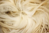 breed;drysdale;drysdales;Herbivore;Herbivores;Herbivorous;kaikoura;Livestock;Mammal;Mammals;marlborough;new-zealand;Rural;Sheep;south-island;wool;woolly;wooly