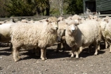 agriculture;Animal;Animals;breed;Countryside;Daytime;drysdale;drysdales;face;farm;Farm-animals;farming;farmland;farms;Farmyard;field;fields;Herbivore;Herbivores;Herbivorous;kaikoura;Livestock;Mammal;Mammals;marlborough;new-zealand;Outdoor;Outdoors;Outside;Rural;Sheep;south-island;stock;stock-yard;stockyard;wool;woolly;wooly