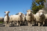 agriculture;Animal;Animals;breed;Countryside;Daytime;drysdale;drysdales;face;farm;Farm-animals;farming;farmland;farms;Farmyard;field;fields;Herbivore;Herbivores;Herbivorous;kaikoura;Livestock;Mammal;Mammals;marlborough;new-zealand;Outdoor;Outdoors;Outside;Rural;Sheep;south-island;stock;stock-yard;stockyard;wool;woolly;wooly