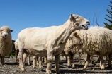 agriculture;Animal;Animals;breed;Countryside;Daytime;drysdale;drysdales;face;farm;Farm-animals;farming;farmland;farms;Farmyard;field;fields;Herbivore;Herbivores;Herbivorous;kaikoura;Livestock;Mammal;Mammals;marlborough;new-zealand;Outdoor;Outdoors;Outside;Rural;Sheep;south-island;stock;stock-yard;stockyard;wool;woolly;wooly