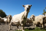 agriculture;Animal;Animals;breed;Countryside;Daytime;drysdale;drysdales;face;farm;Farm-animals;farming;farmland;farms;Farmyard;field;fields;Herbivore;Herbivores;Herbivorous;kaikoura;Livestock;Mammal;Mammals;marlborough;new-zealand;Outdoor;Outdoors;Outside;Rural;Sheep;south-island;stock;stock-yard;stockyard;wool;woolly;wooly