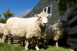 agriculture;Animal;Animals;barn;barns;breed;Countryside;Daytime;drysdale;drysdales;face;farm;Farm-animals;farming;farmland;farms;Farmyard;field;fields;Herbivore;Herbivores;Herbivorous;kaikoura;Livestock;Mammal;Mammals;marlborough;new-zealand;Outdoor;Outdoors;Outside;Rural;shearing-shed;shearing-sheds;Sheep;south-island;stock;stock-yard;stockyard;wool;wool-shed;wool-sheds;woolly;woolshed;woolsheds;wooly
