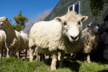 agriculture;Animal;Animals;barn;barns;breed;Countryside;Daytime;drysdale;drysdales;face;farm;Farm-animals;farming;farmland;farms;Farmyard;field;fields;Herbivore;Herbivores;Herbivorous;kaikoura;Livestock;Mammal;Mammals;marlborough;new-zealand;Outdoor;Outdoors;Outside;Rural;shearing-shed;shearing-sheds;Sheep;south-island;stock;stock-yard;stockyard;wool;wool-shed;wool-sheds;woolly;woolshed;woolsheds;wooly