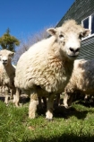 agriculture;Animal;Animals;barn;barns;breed;Countryside;Daytime;drysdale;drysdales;face;farm;Farm-animals;farming;farmland;farms;Farmyard;field;fields;Herbivore;Herbivores;Herbivorous;kaikoura;Livestock;Mammal;Mammals;marlborough;new-zealand;Outdoor;Outdoors;Outside;Rural;shearing-shed;shearing-sheds;Sheep;south-island;stock;stock-yard;stockyard;wool;wool-shed;wool-sheds;woolly;woolshed;woolsheds;wooly